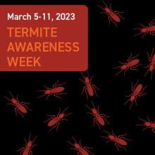 termite signs
