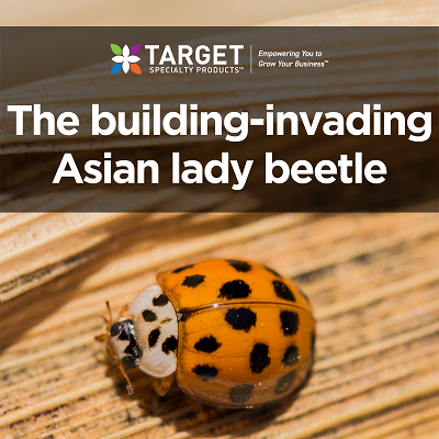 Asian ladybeetle identification and treatment